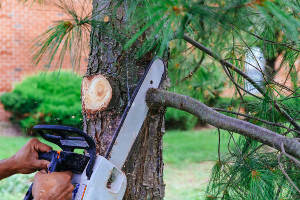 Best Tree Trimming and Pruning  in Rome, NY